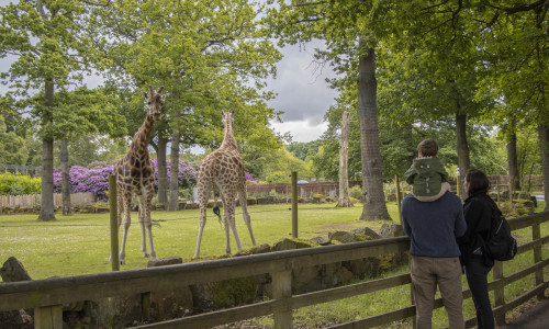 A day out for the family at Knowsley Safari