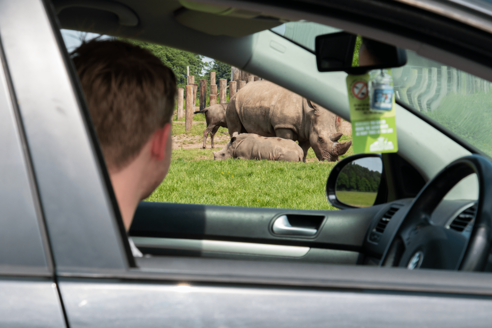 Driver looking out of window at animals