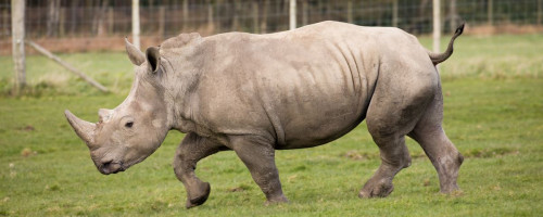 The largest crash of rhino in the UK