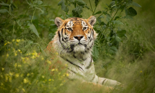 Brand New Tiger at Knowsley Safari